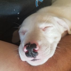 Meet your Posher, Benjamin